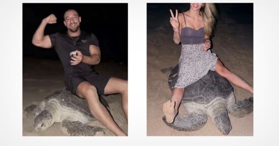 Two side-by-side images show a man and a woman each sitting on top of a large sea turtle on a sandy beach at night.