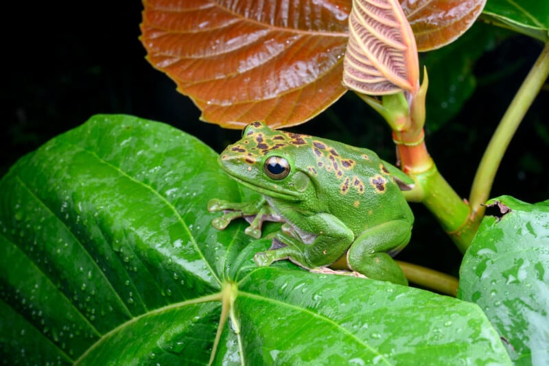 A green tree frog with brown spots sits on a large, wet leaf next to a reddish-brown plant stem.