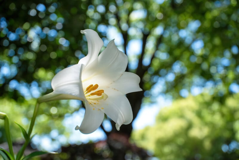 A single white lily flower with yellow stamens is in focus against a blurred background of green trees and dappled sunlight.