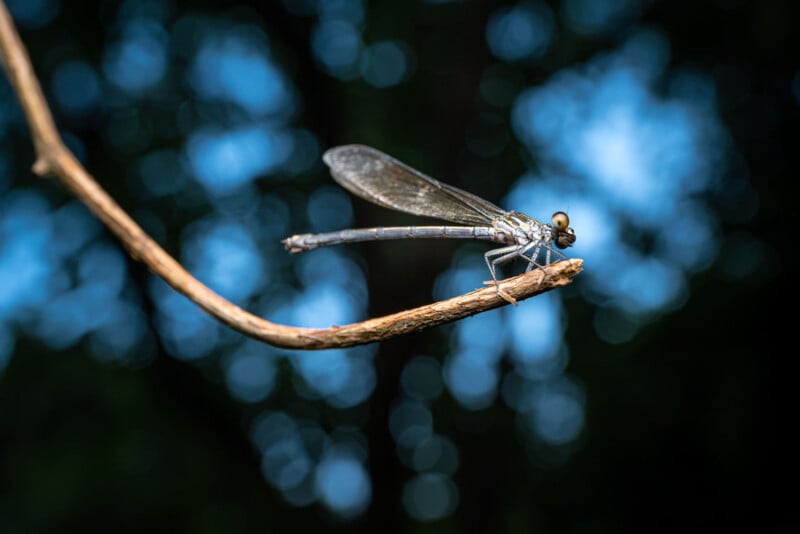 A damselfly with translucent wings rests on the tip of a thin, curved brown twig against a blurred blue and black background.