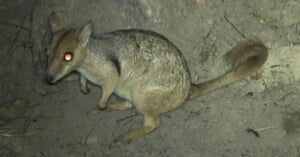 A small, light-brown marsupial with large, glowing red eyes stands on sandy ground, featuring a long tail and pointed ears.