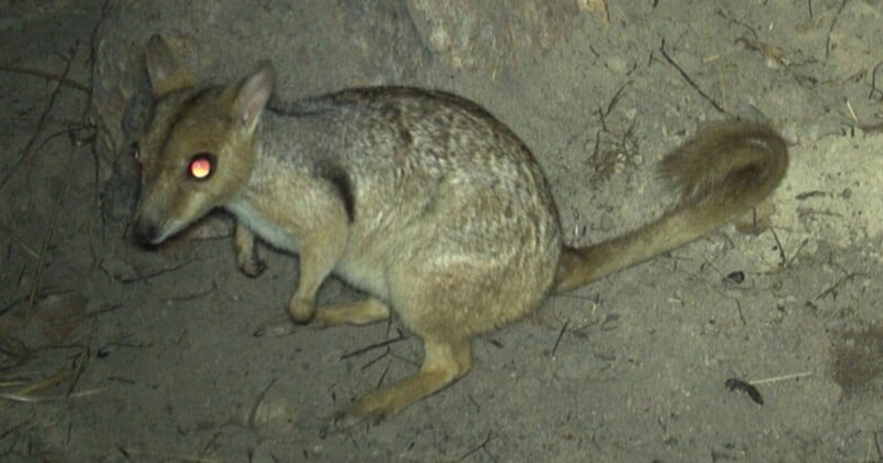 A small, light-brown marsupial with large, glowing red eyes stands on sandy ground, featuring a long tail and pointed ears.
