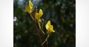 Three yellow, spurred flowers with reddish-brown spots on their petals grow on thin, reddish stems against a blurred green background.