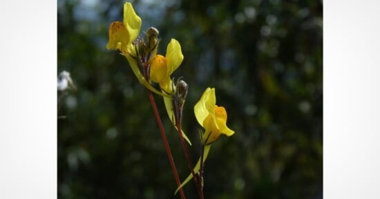 Three yellow, spurred flowers with reddish-brown spots on their petals grow on thin, reddish stems against a blurred green background.