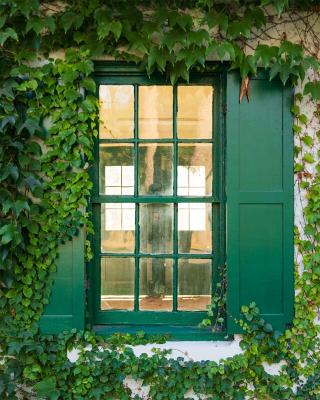 A green-framed window with six panes is surrounded by climbing ivy on a white wall, featuring a single green shutter on the right.