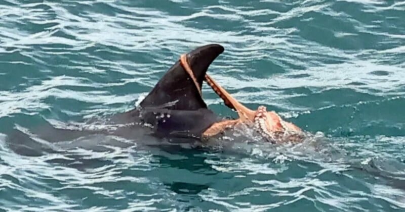 A dolphin swims in the ocean with an octopus wrapped around its dorsal fin.