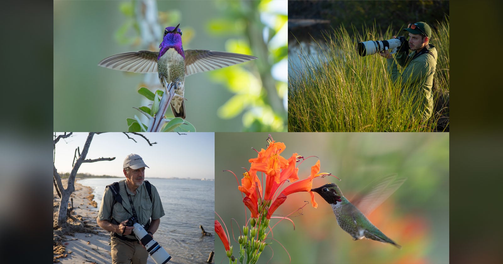 A collage showing two photographers with long-lens cameras and two hummingbirds, one perched on a branch and one feeding from a flower.