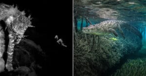A split-screen image showing a black-and-white close-up of a seahorse on the left and a crocodile swimming underwater on the right.