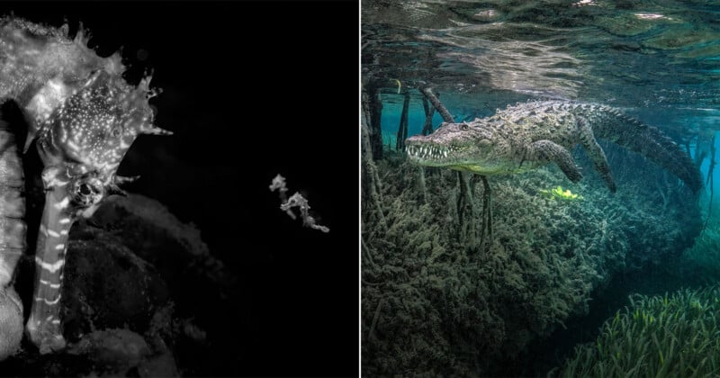 A split-screen image showing a black-and-white close-up of a seahorse on the left and a crocodile swimming underwater on the right.