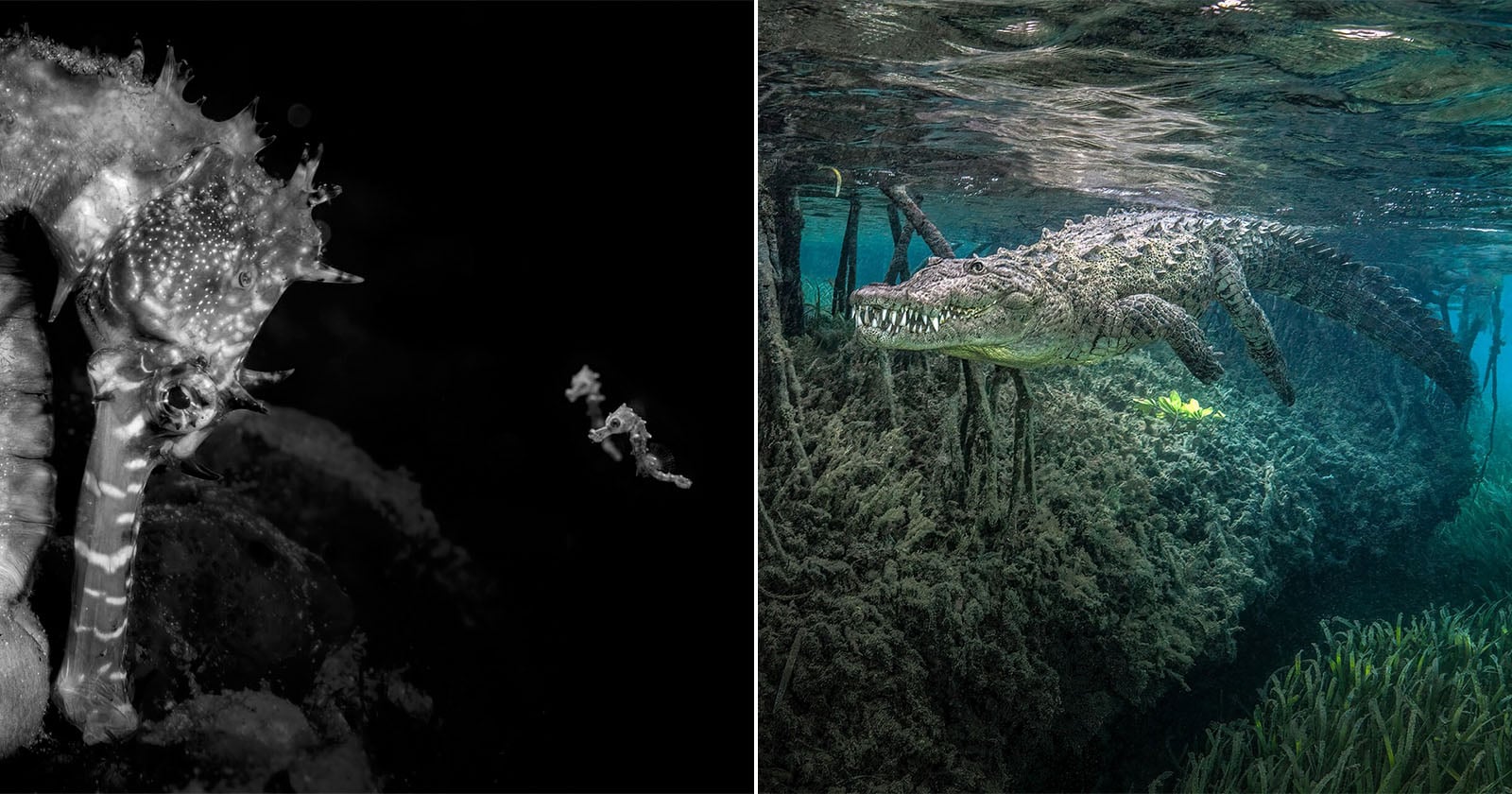 40 Award-Winning Photos From Ocean Photographer of the Year 2026