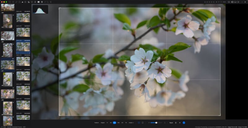A computer screen displays a photo editing interface showing a close-up of white cherry blossoms on a branch, with a grid overlay for cropping.