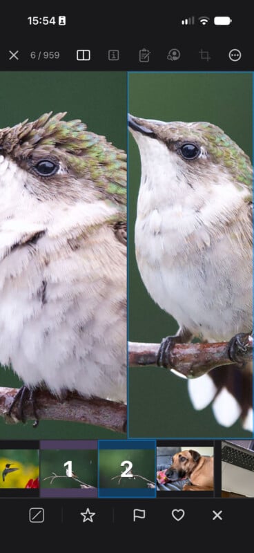 A split-screen view shows two close-up portraits of a small hummingbird perched on a branch, with a thumbnail gallery below featuring other photos including a dog.
