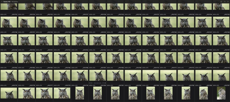 A grid view of a digital photo library displaying numerous thumbnails of a great horned owl in various poses.
