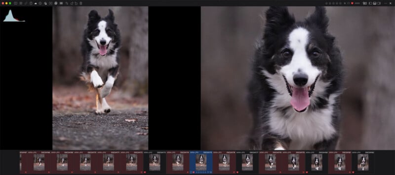 A software interface displays a filmstrip of photos featuring a border collie running toward the camera, with two selected images shown in a side-by-side preview.