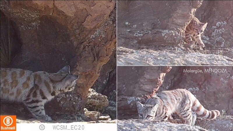 A collage of three trail camera photos showing a small, spotted wild cat with a striped tail moving among rocky terrain in Malargüe, Mendoza.
