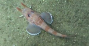A sea robin fish with large, wing-like pectoral fins and a slender, striped tail rests on a sandy seafloor.