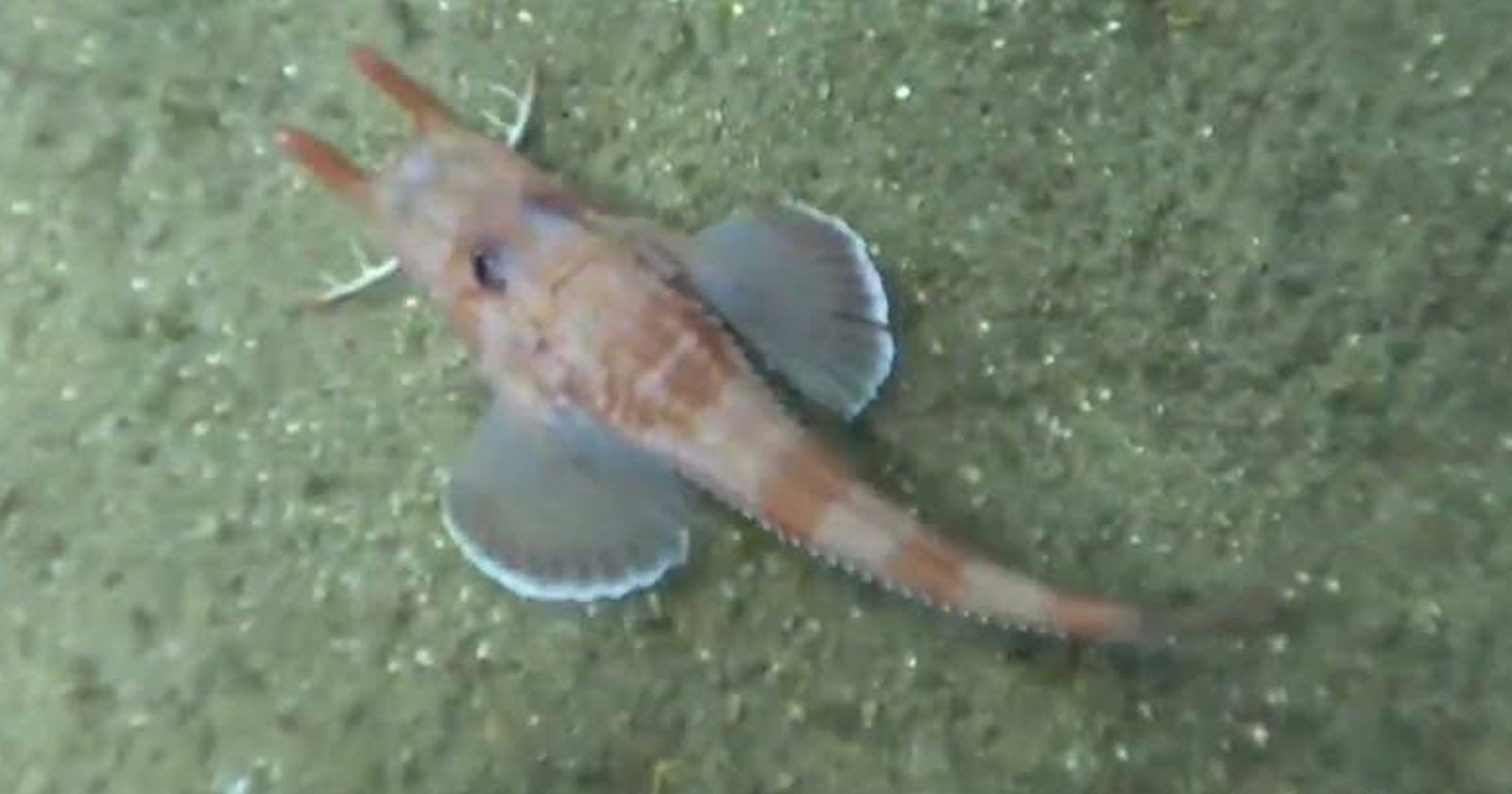 A sea robin fish with large, wing-like pectoral fins and a slender, striped tail rests on a sandy seafloor.