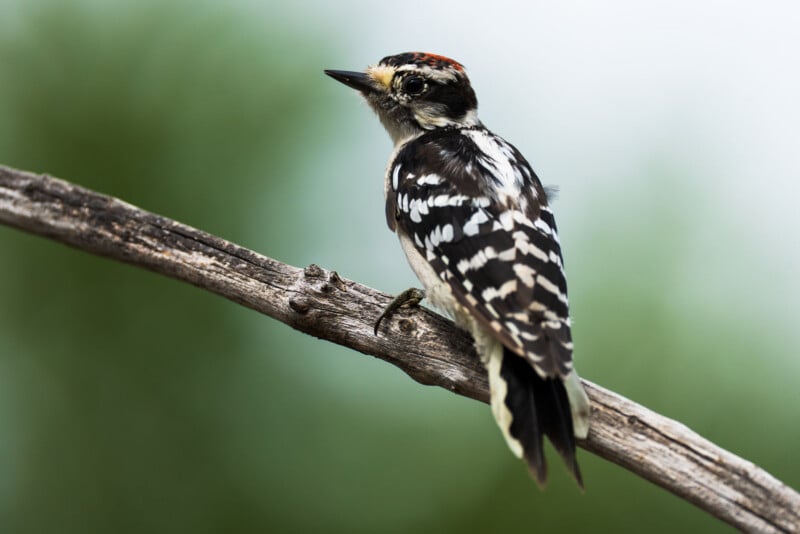 A Downy Woodpecker with a small red patch on its head perches on a weathered wooden branch against a blurred green background.