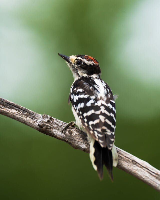 A Downy Woodpecker with a red patch on its head perches on a bare tree branch against a blurred green background.