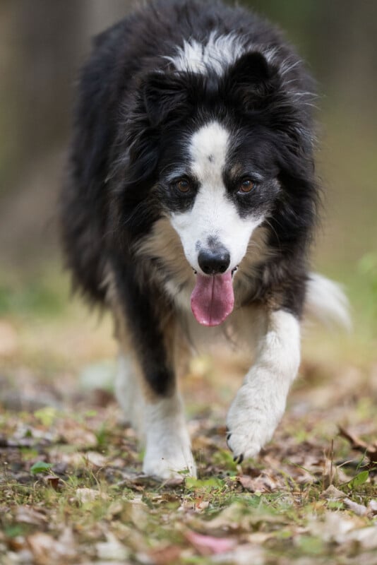 A black and white Border Collie walks toward the camera on a path covered in fallen leaves with its tongue hanging out.