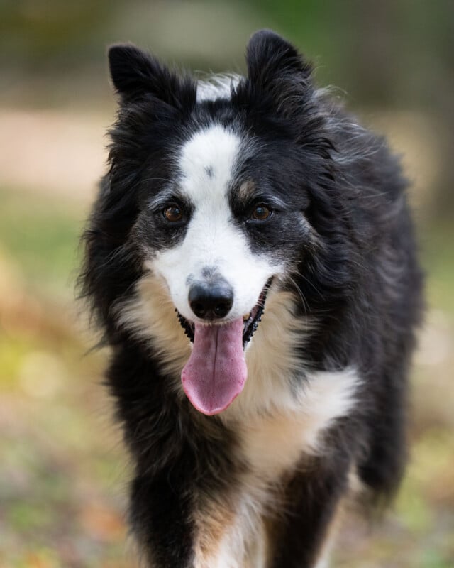 A black and white Border Collie with its tongue hanging out looks directly at the camera.