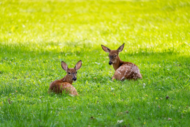 Two spotted fawns rest in a grassy field, with one looking toward the camera and the other facing away.