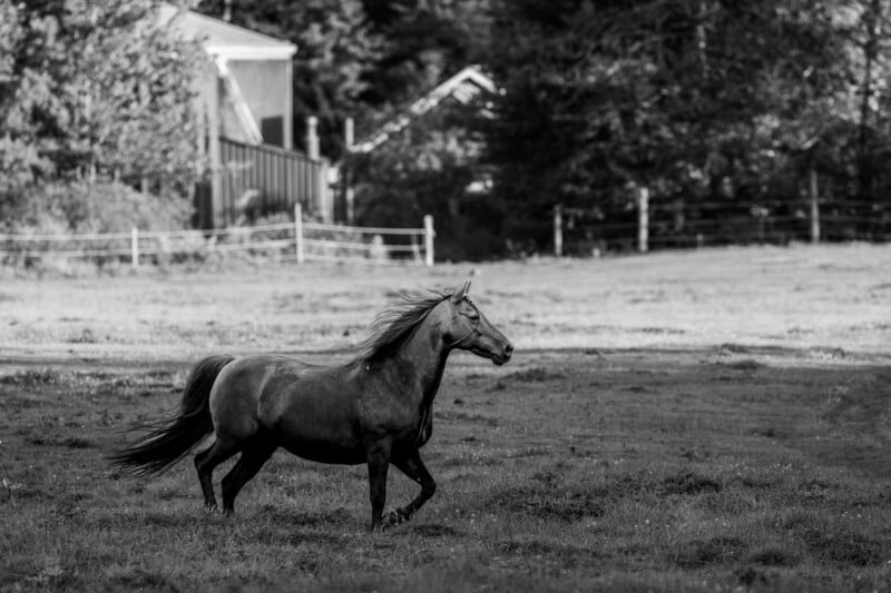 A dark horse trots across a grassy field with a fence and a building in the background.
