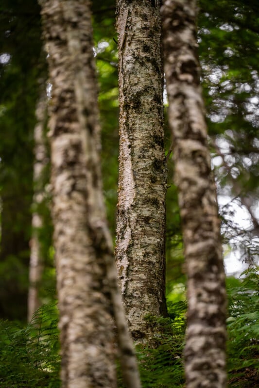Three birch tree trunks stand in a forest, with the center tree in sharp focus and the foreground and background trees blurred.