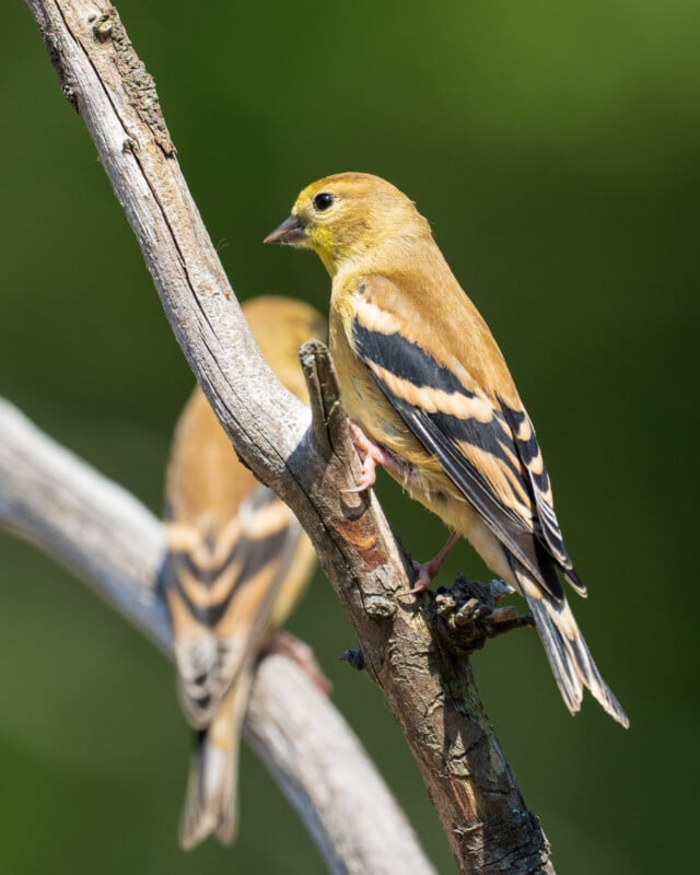 Two American goldfinches with yellow and black plumage perch on a weathered, leafless tree branch against a blurred green background.