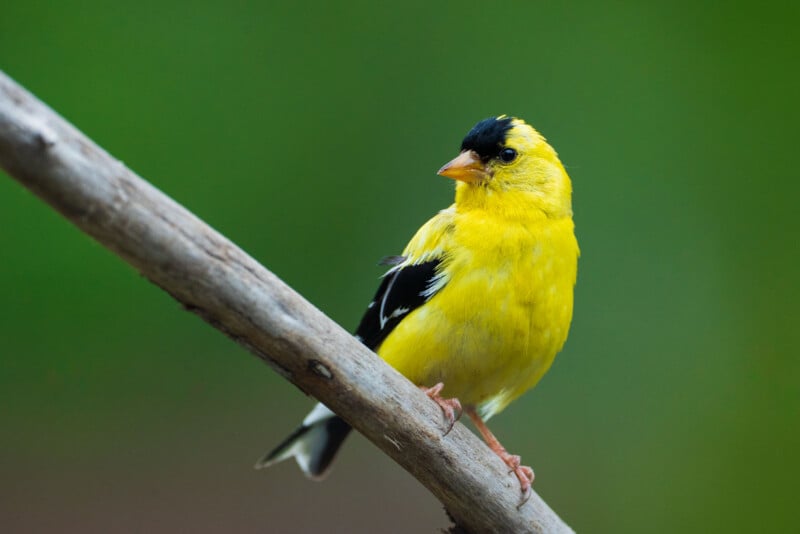 A bright yellow American goldfinch with a black cap and black-and-white wings perches on a diagonal wooden branch against a green background.