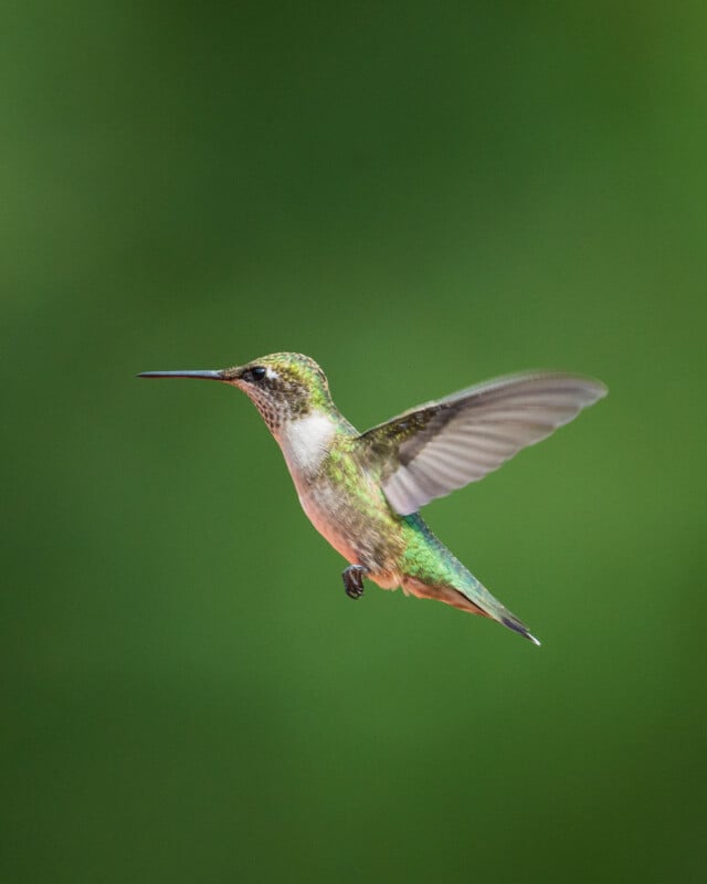 A ruby-throated hummingbird hovers in mid-air against a solid green background, with its wings partially extended and its beak pointed forward.