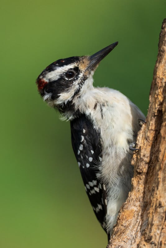 A Downy Woodpecker with a small red patch on the back of its head clings to the side of a tree trunk against a green background.