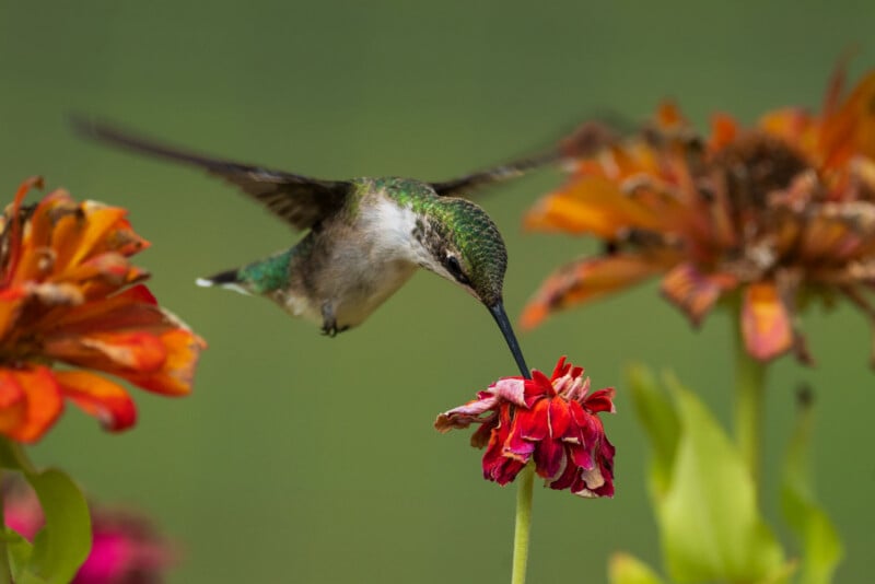 A hummingbird hovers in mid-air, inserting its long, thin beak into a small red flower surrounded by larger orange blossoms.