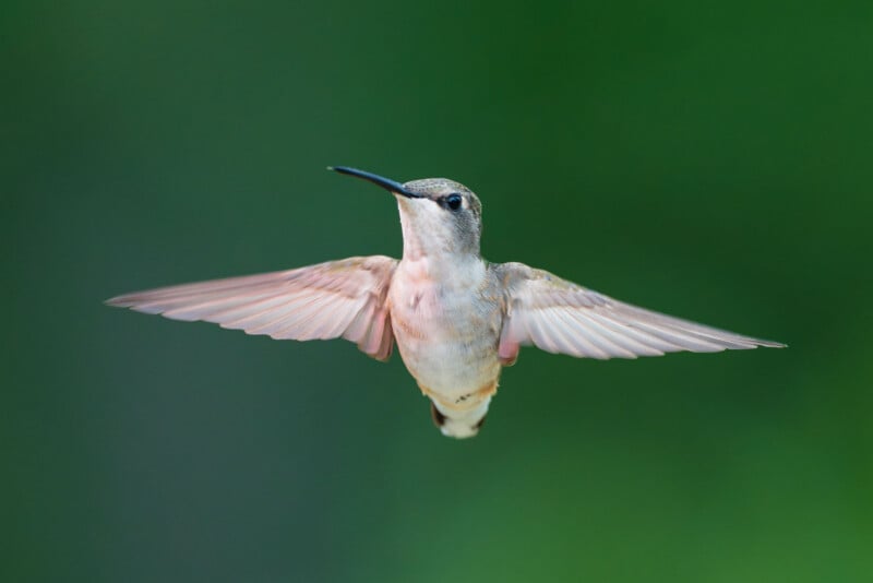 A hummingbird hovers in mid-air against a soft, out-of-focus green background with its wings fully extended.