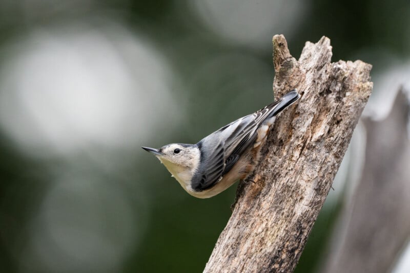 A white-breasted nuthatch with a grey back and black cap clings to the side of a weathered, vertical tree trunk against a blurred green background.