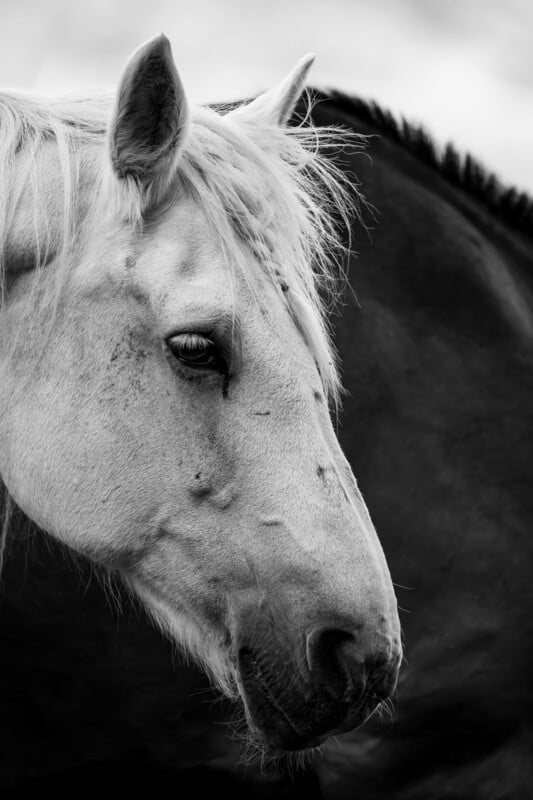 A close-up, black-and-white portrait of a white horse's head in profile, set against a dark, blurred background.