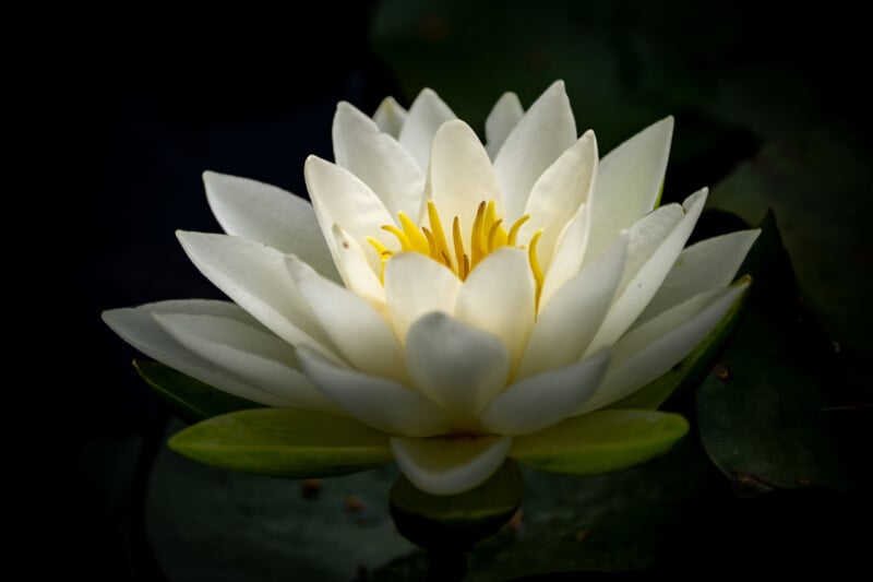 A white water lily flower with a bright yellow center blooms against a dark, shadowed background.
