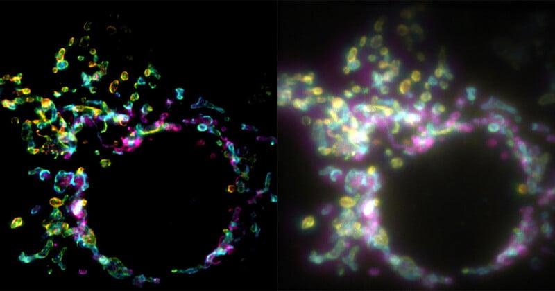 A side-by-side comparison of a cellular structure, showing a sharp, high-contrast fluorescence image on the left and a blurred, glowing version on the right.
