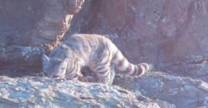 A small, striped wild cat with a ringed tail stands on rocky terrain.