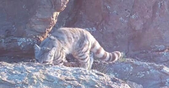 A small, striped wild cat with a ringed tail stands on rocky terrain.