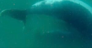 A large whale swims through murky green water, with its tail fluke visible near the surface.