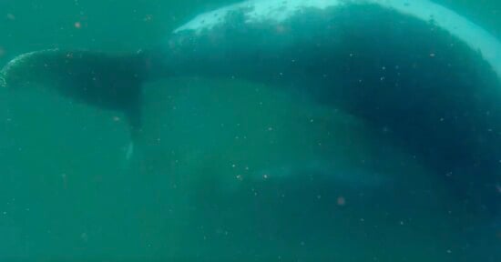 A large whale swims through murky green water, with its tail fluke visible near the surface.
