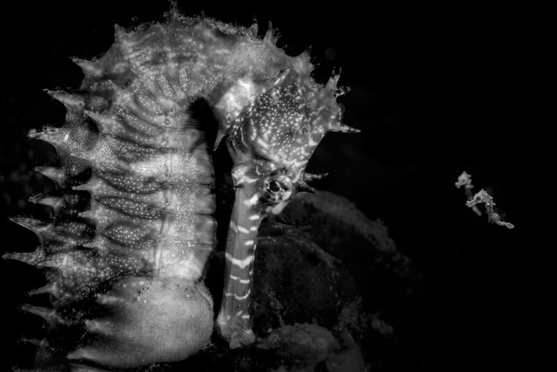 A large, textured seahorse faces a tiny, miniature seahorse against a stark black background.