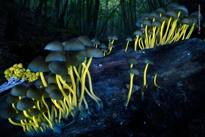 Clusters of mushrooms with dark, conical caps and bright yellow stems grow on a dark, mossy log in a forest.