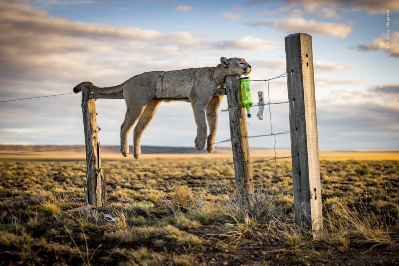A mountain lion rests its body across the top wire of a wooden fence in a vast, grassy field at sunset.