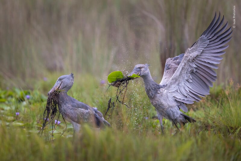 Two shoebill storks stand in a marshy wetland, both holding clumps of aquatic vegetation in their beaks, with one bird spreading its large wings.