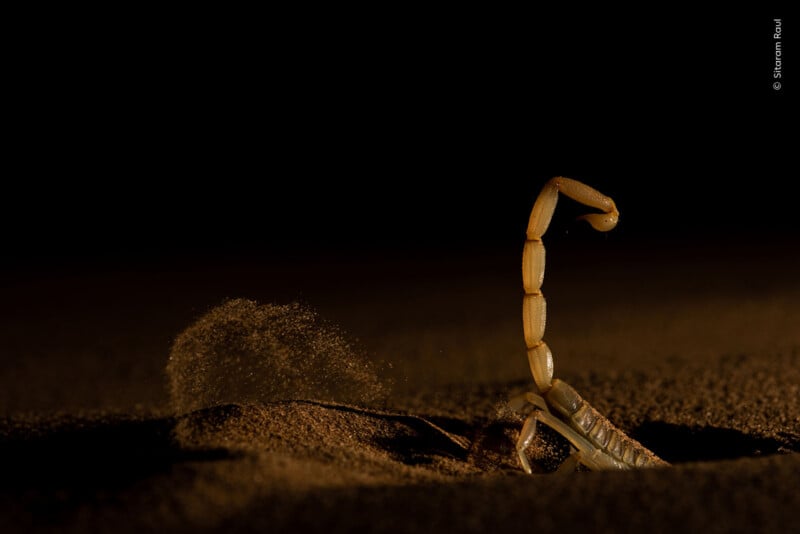 A scorpion emerges from the sand with its tail arched upward, casting a shadow against a dark background.