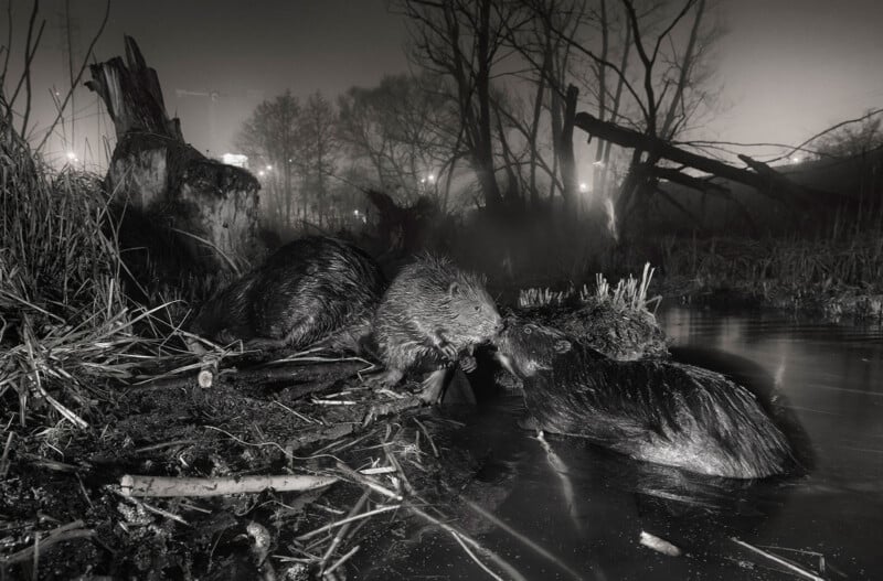 Three beavers interact near the edge of a dark, misty pond at night, with one standing on the bank and two in the water.