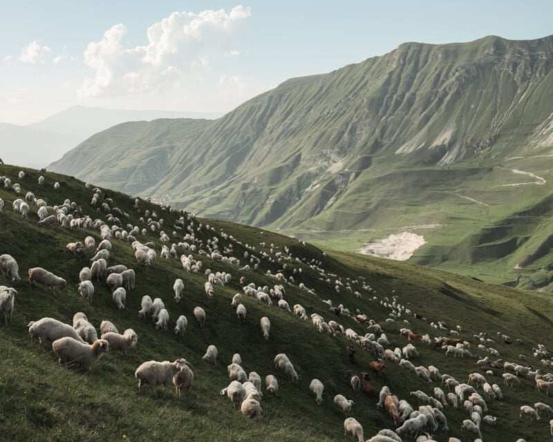 A large flock of sheep grazes on a lush green mountain hillside under a clear sky.