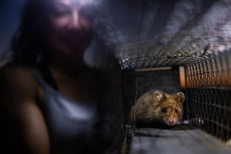 A small, brown rodent sits inside a wire cage trap, with a blurred person visible in the background.